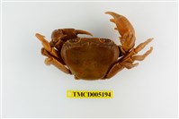 藏品(拉氏清溪蟹)的圖片